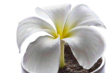 Frangipani flower in a vase on white background.の写真素材
