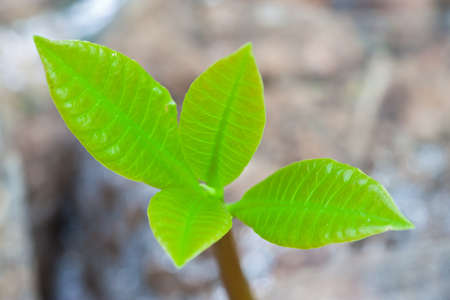 cashew seedlings that germinated from seed in nursery bagsの写真素材