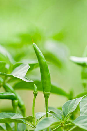 Close up tree pepper on blurry backgroundの写真素材