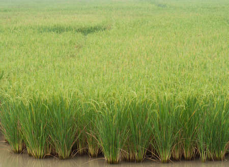 The green rice grains are in the fieldsの写真素材