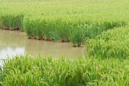 The green rice grains are in the fieldsの写真素材