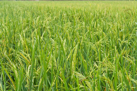 The green rice grains are in the fieldsの写真素材