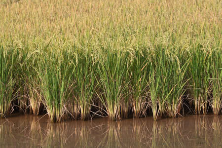The green rice grains are in the fieldsの写真素材