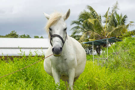 White Horse on grasslandの写真素材