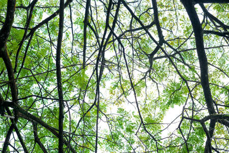 Tree branch and leaves isolated over white background.の写真素材