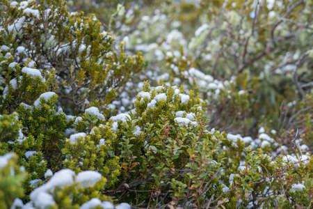 Mountains shrub covered by snow.の写真素材