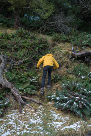 Man hiking in the mountain forest during winter.の写真素材