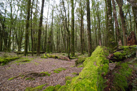 Beech forest scenery.Beautiful mossy forest in New Zealand.の写真素材
