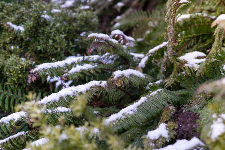 Snow flakes on fern's leaves.Close up shot with copy space.の写真素材