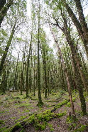 Beech forest scenery.Beautiful mossy forest in New Zealand.の写真素材