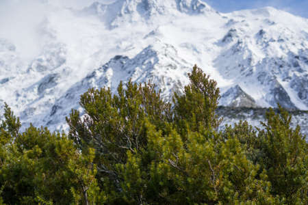 Close up shot of mountain shrubs with snow mountains in the background.Selective focus shot.の写真素材