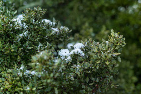 Snow flakes on fern's leaves.Close up shot with copy space.の写真素材
