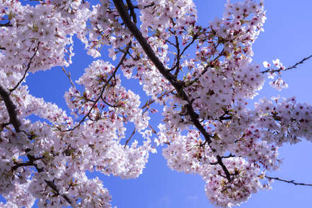 Closed up shot of Cherry Blossom or well known as Sakura.