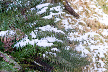 Snow flakes on fern's leaves.Close up shot with copy space.の写真素材