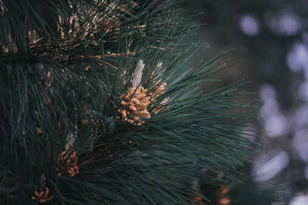 Close up shot of pine cone.