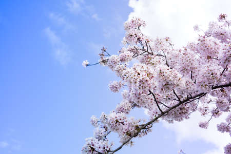 Closed up shot of Cherry Blossom or well known as Sakura.Copy Space.の写真素材