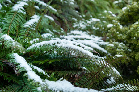 Snow flakes on fern's leaves.Close up shot with copy space.の写真素材