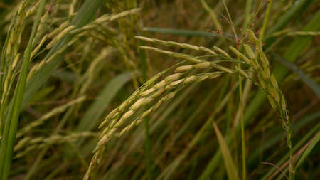 Close up shot of ripe golden paddy in paddy field.の写真素材