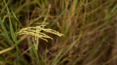 Close up shot of ripe golden paddy in paddy field.の写真素材