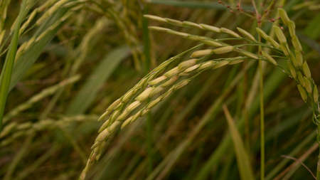 Close up shot of ripe golden paddy in paddy field.の写真素材