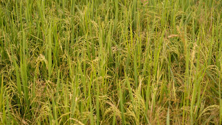 Close up shot of ripe golden paddy in paddy field.の写真素材