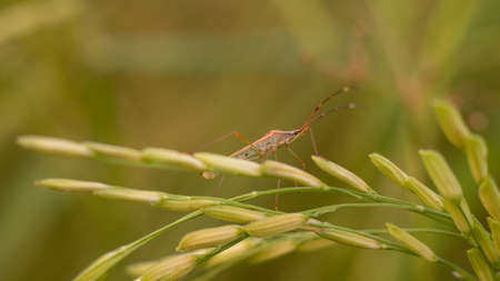 Close up shot of ripe golden paddy in paddy field.の写真素材
