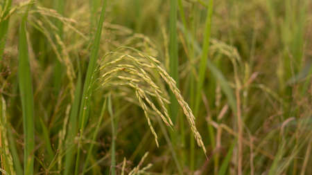 Close up shot of ripe golden paddy in paddy field.の写真素材