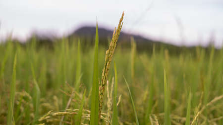 Close up shot of ripe golden paddy in paddy field.の写真素材