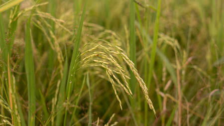 Close up shot of ripe golden paddy in paddy field.の写真素材