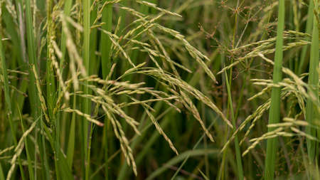 Close up shot of ripe golden paddy in paddy field.の写真素材