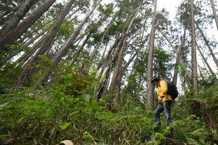 Male hiker explore the pine forestの写真素材
