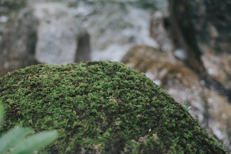 Close up shot of a mossy rock by the riverside in the jungle.の写真素材