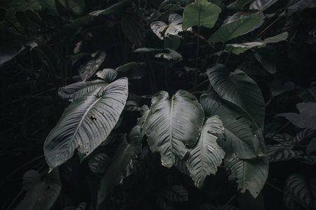 Wild caladium plant in the rainforest jungle.dの写真素材