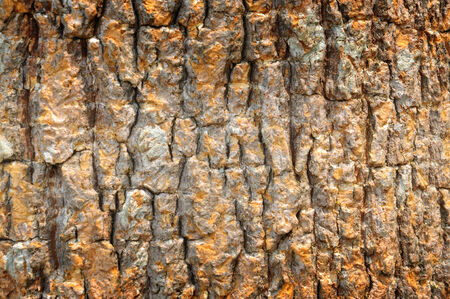  Wooden  and  Heartwood  redirect here