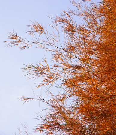 Dying bamboo leaves are orange.の写真素材
