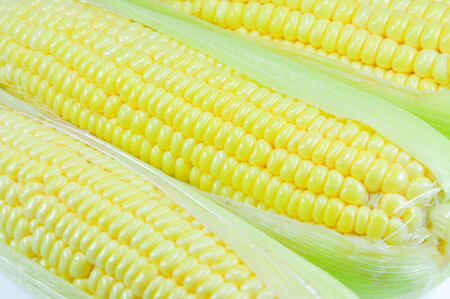 Corn at farm in the Thailand