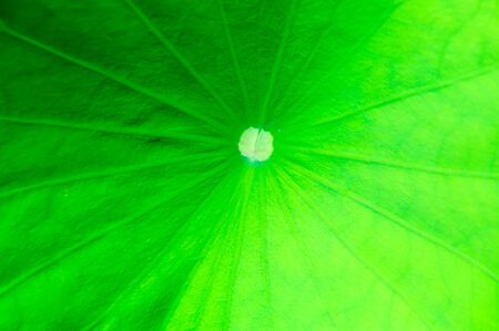 Lotus background and green backgroundの写真素材
