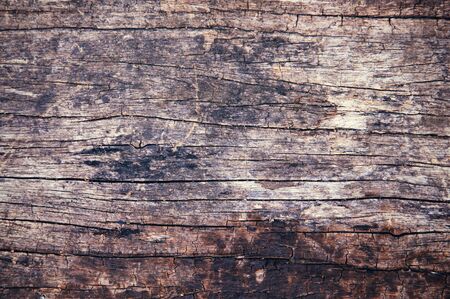 the hard fibrous material that forms the main substance of the trunk or branches of a tree or shrub.の写真素材