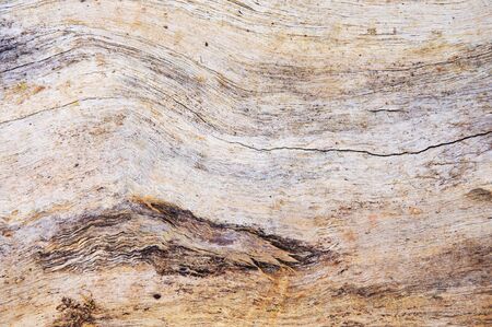 the hard fibrous material that forms the main substance of the trunk or branches of a tree or shrub.