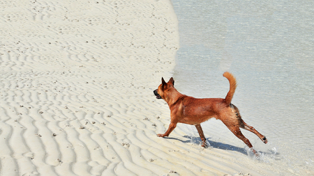 The dog on the beach, It is happy.の写真素材