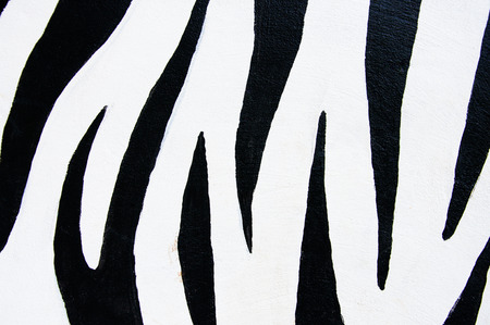 The pattern zebra in the zooの写真素材