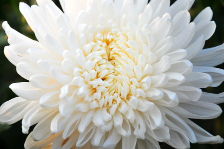 chrysanthemum white flower of bloom and beautifulの写真素材
