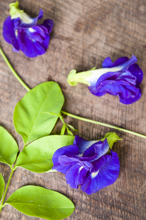 Pea flower blue color for health in Thailandの写真素材
