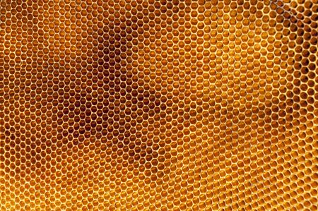 The golden bee cell doesn't have bees.のeditorial素材