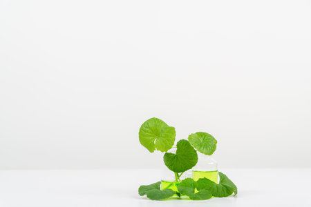 White Background Centella asiatica (gotu) for Biological experiment presentation Centella asiatica leaves and green water in biological test tubes. Production of cosmetics based on Centella asiatica .の写真素材