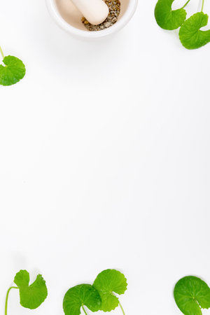 Top view on table green centella asiatica leaves or Gotu kula with isolated on white backgroundの写真素材