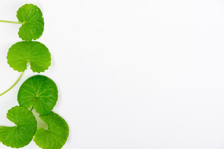 Top view on table green centella asiatica leaves or Gotu kula with isolated on white backgroundの写真素材