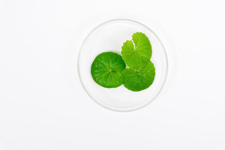 Top view on table green centella asiatica leaves or Gotu kula with isolated on white backgroundの写真素材