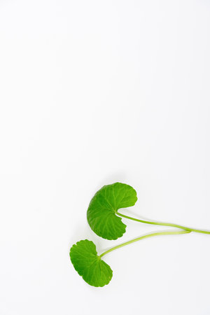 Top view on table green centella asiatica leaves or Gotu kula with isolated on white backgroundの写真素材