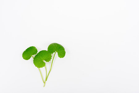 Top view on table green centella asiatica leaves or Gotu kula with isolated on white backgroundの写真素材